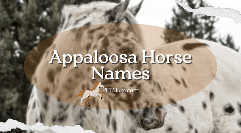 Appaloosa Horse Names