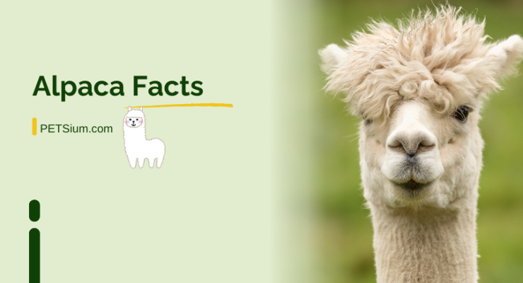 Facts About Alpacas