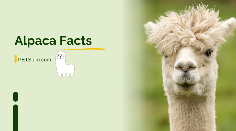 Facts About Alpacas