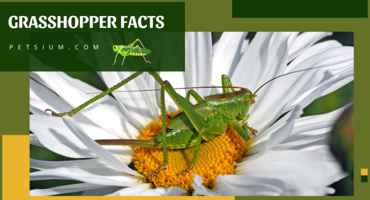 Grasshopper Facts