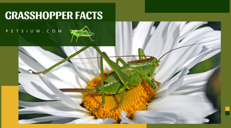 Grasshopper Facts