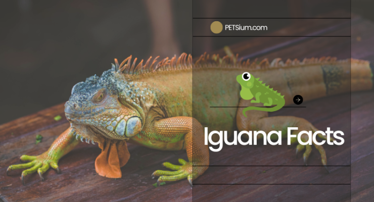 Iguana Facts