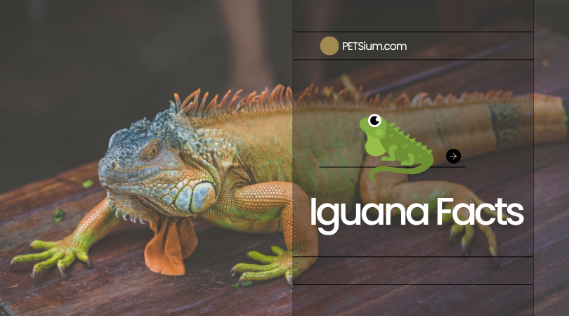 Iguana Facts