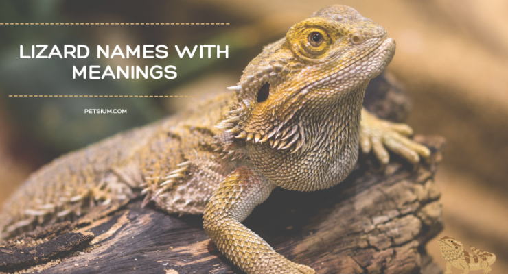 Lizard Names with Meanings