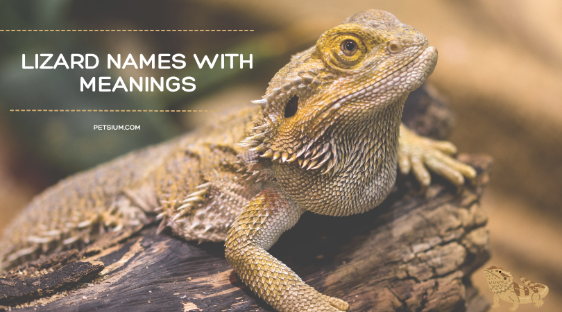 Lizard Names with Meanings