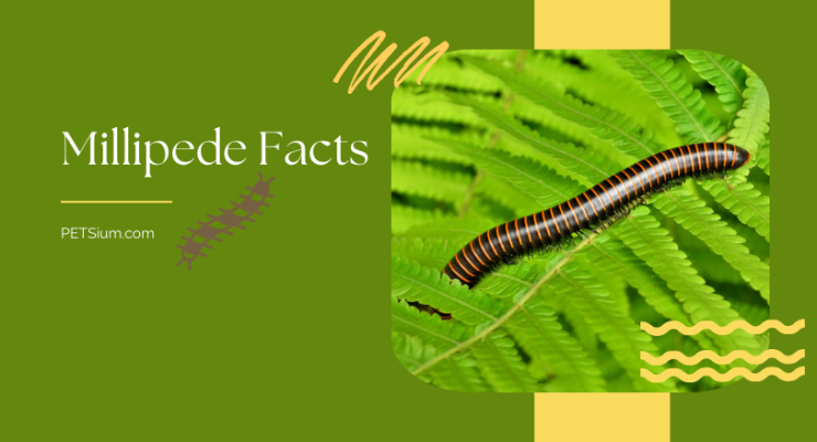 Millipede Facts