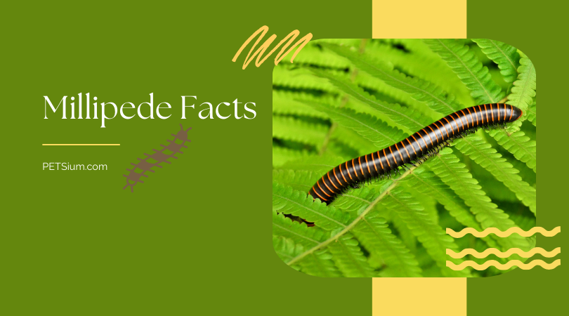 Millipede Facts