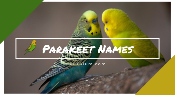 Parakeet Names