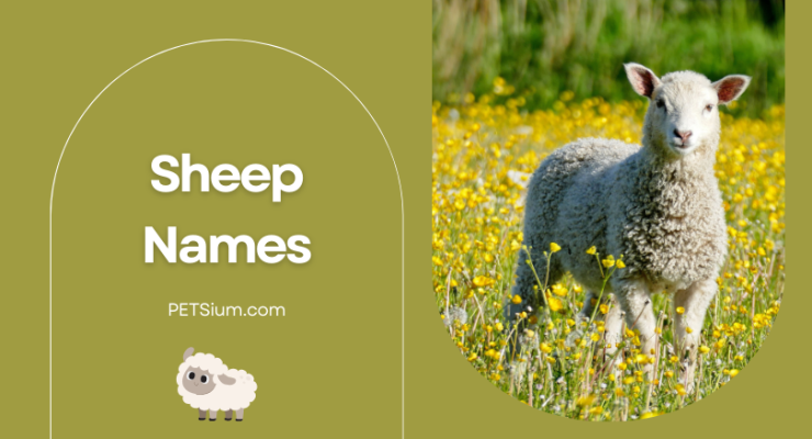 Sheep Names