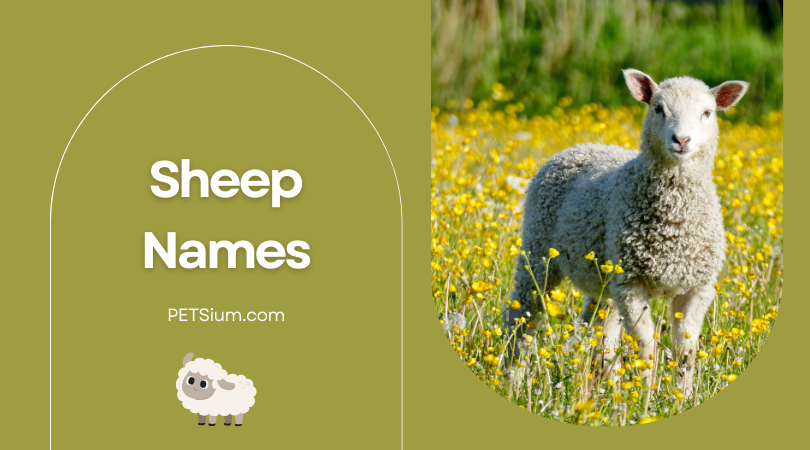 Sheep Names