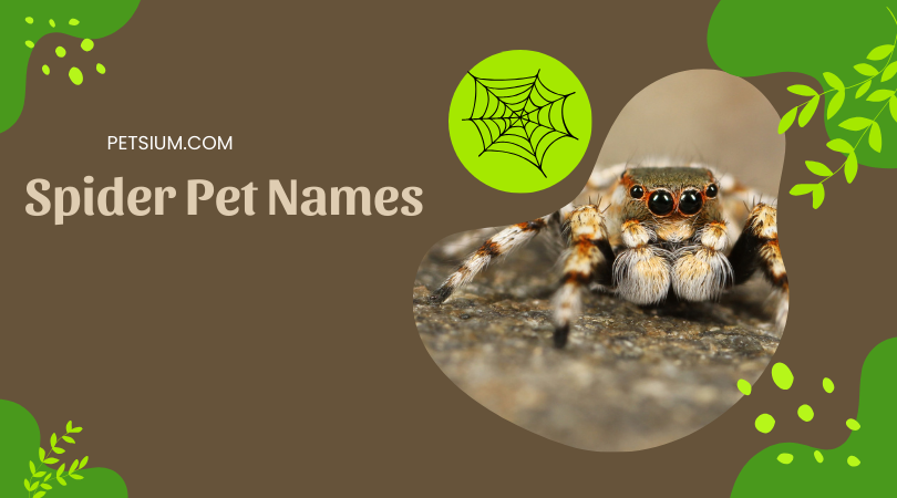 Spider Pet Names