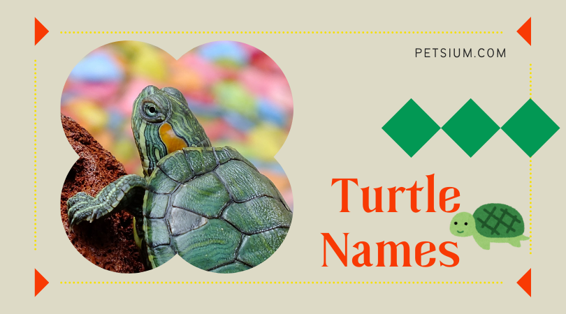 Turtle Names