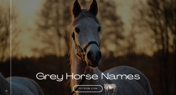 Grey Horse Names