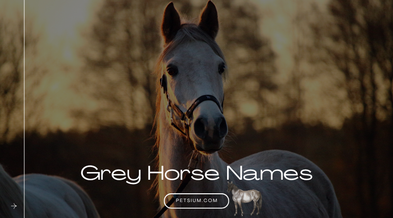 Grey Horse Names