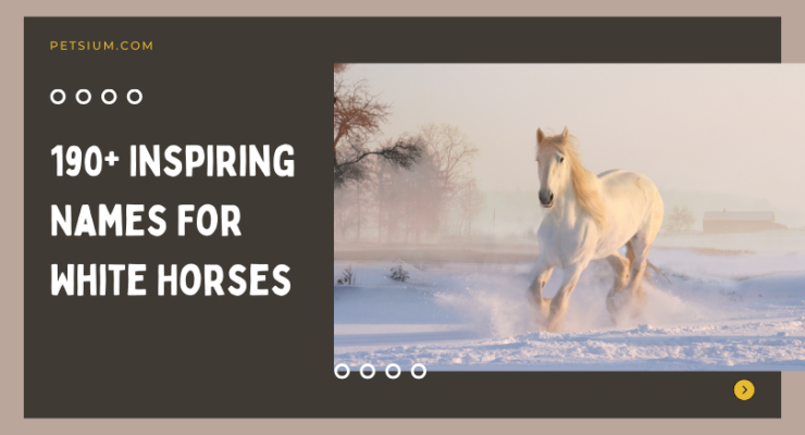 190+ Inspiring Names For White Horses