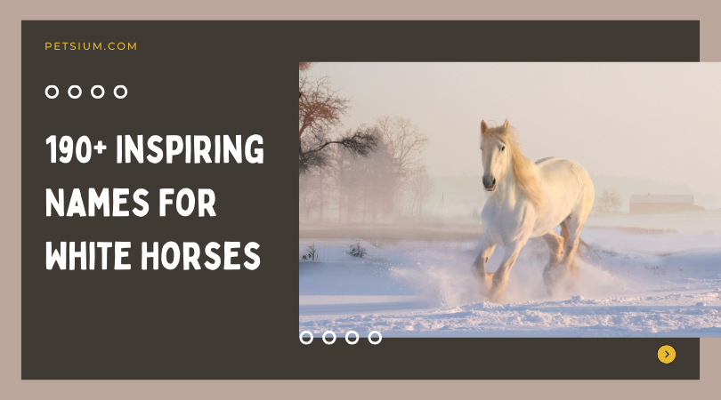 190+ Inspiring Names For White Horses