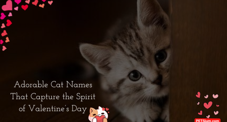 Adorable Cat Names That Capture the Spirit of Valentine’s Day