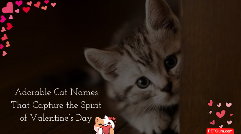 Adorable Cat Names That Capture the Spirit of Valentine’s Day