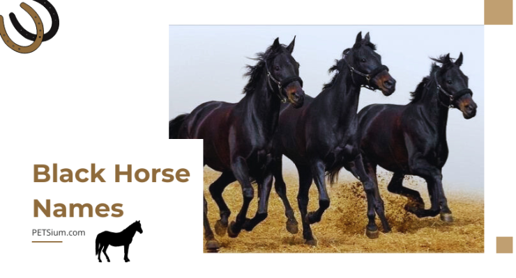 Black Horse Names