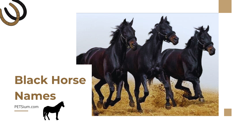 Black Horse Names