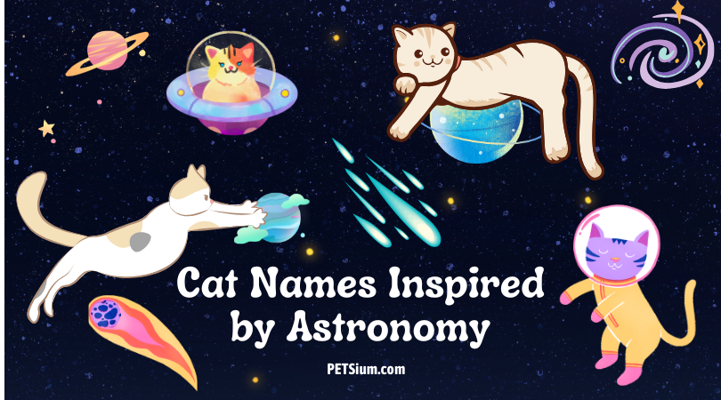 Cat Names Inspired by Astronomy