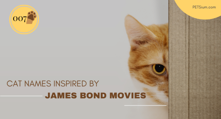 Cat Names Inspired by James Bond Movies