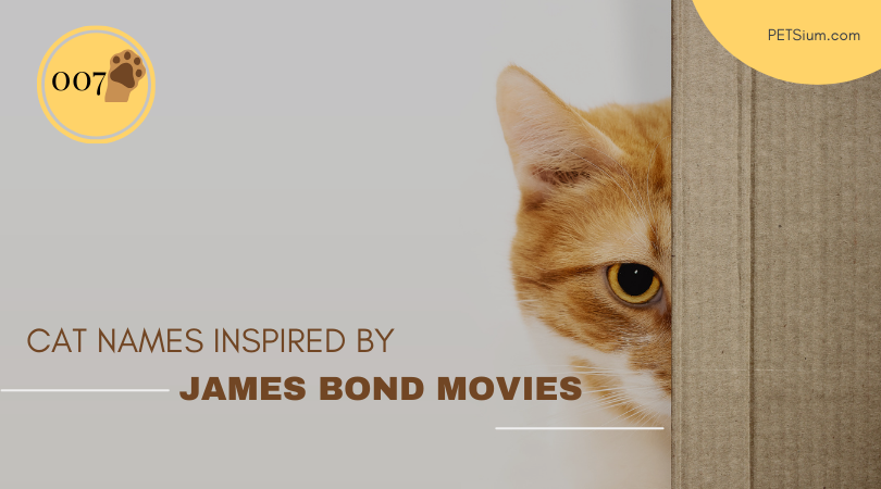 Cat Names Inspired by James Bond Movies