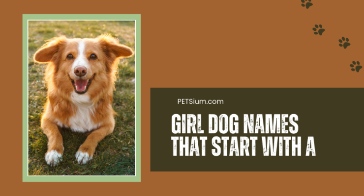 Girl Dog Names That Start With A