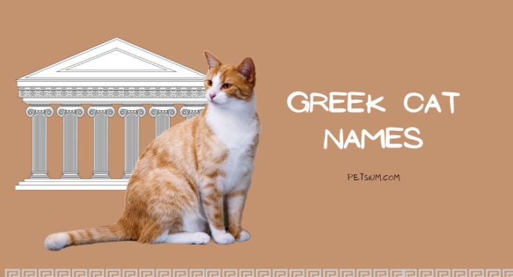 Greek Cat Names