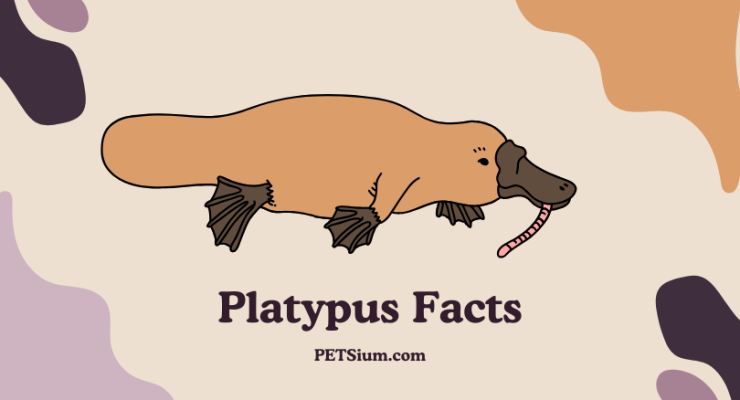 Platypus Facts