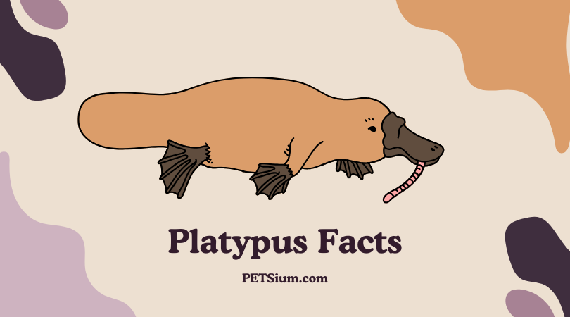 Platypus Facts