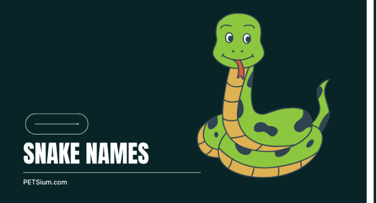 Snake Names