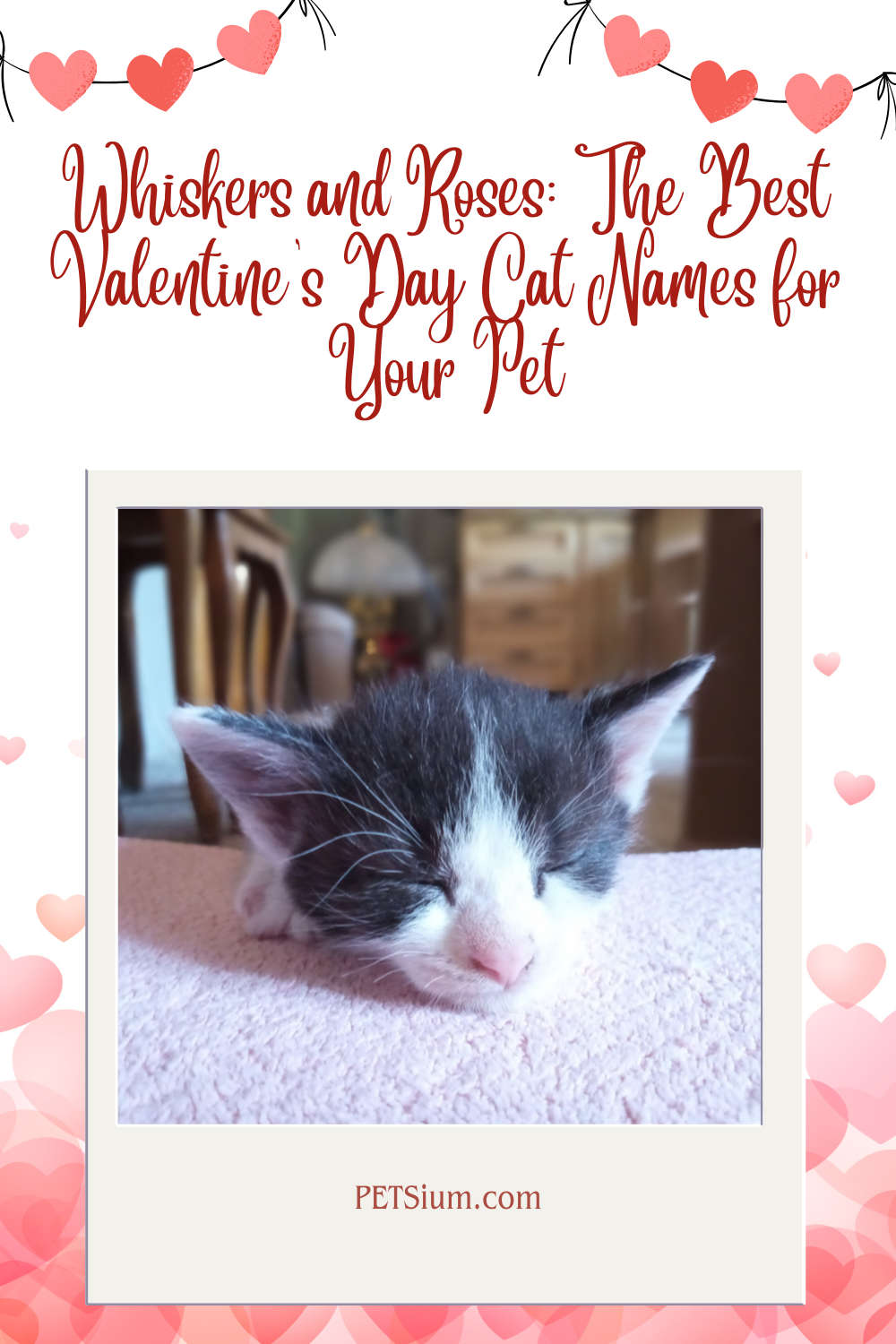 The Best Valentine's Day Cat Names for Your Pet