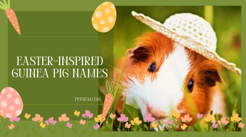 Easter-Inspired Guinea Pig Names